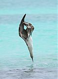 Blue-footed Booby